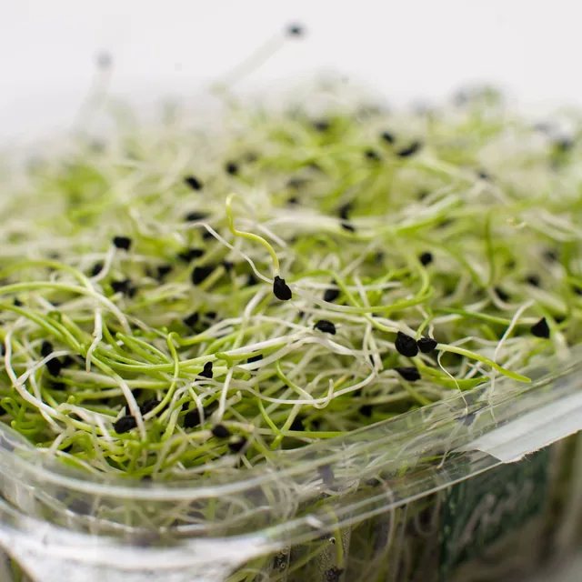 Alfalfa (herb) — a SodaMelt ingredient